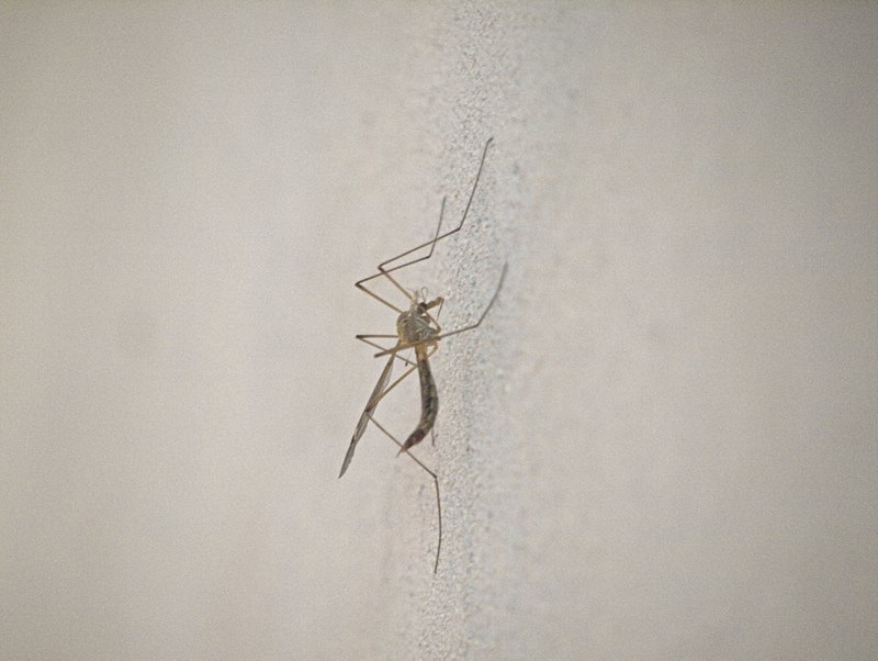 Orth,
      Mosquito